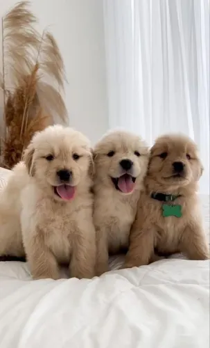 Golden a fêmea fofa e gordinha aqui