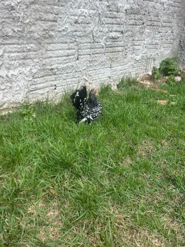 Frangos Galinze Nagasaki Black puros