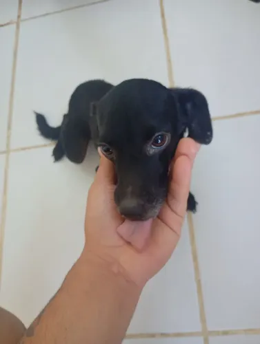 Cachorrinha pra doação