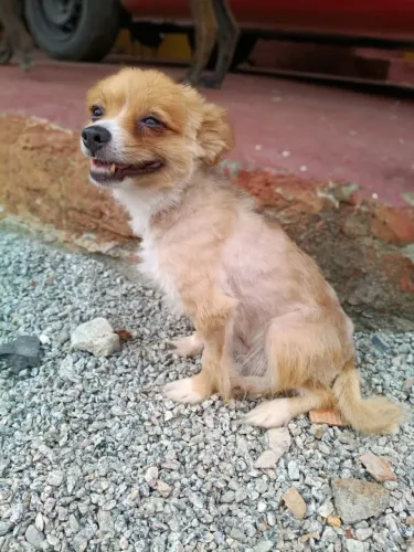 Spitz fêmea castrada docil entregamos no Litoral sul 