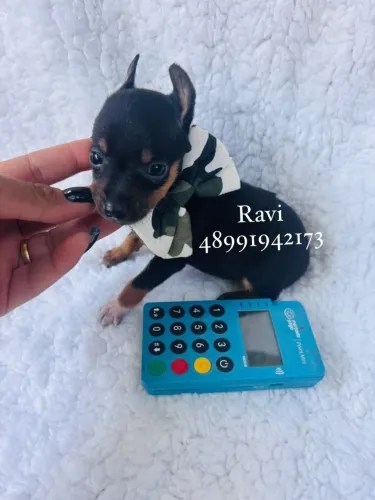 Lindos filhotes de pinscher machinhos