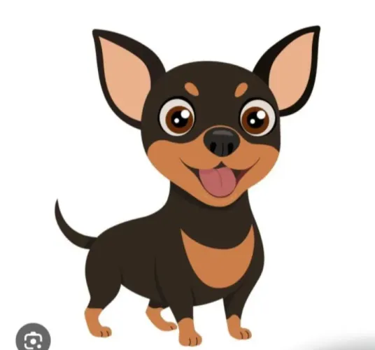 Vendo pinscher fêmea n1 