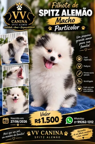 Dois Spitz Alemão