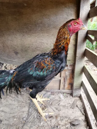 Frango Preto