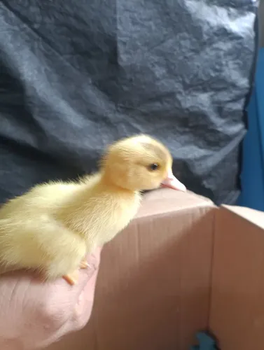 Patos, patinhos gamelão 