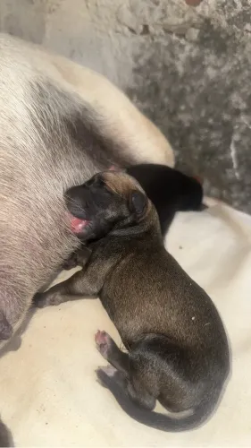Adoção