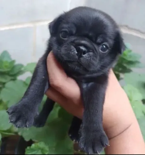 Pug fêmea linda disponível