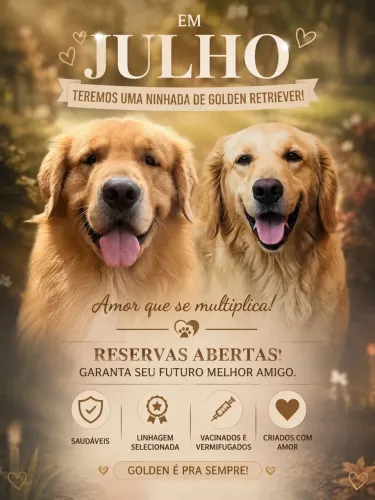 Filhotes de Golden Retriever para Reserva