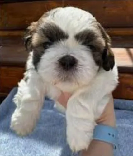 Shihtzu Filhotes Miniaturas Brilhantes.