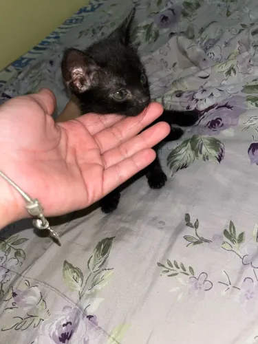 Gatinha preta