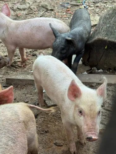 Leitão e porcos 