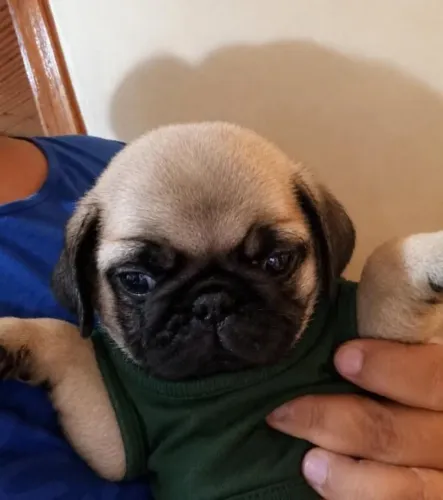 Pug Filhote Macho