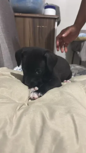 Doação de cachorro