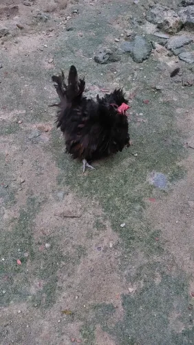 Vendo anagasack baixinha  top