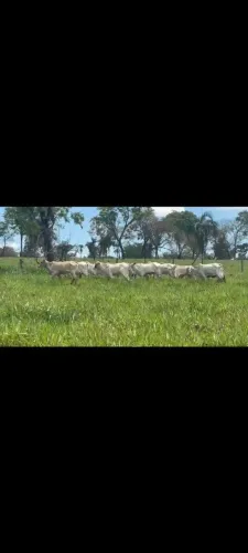 24 Bezerras 