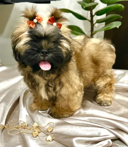 SHIHTZU FILHOTE FÊMEA - ACEITO CARTÃO