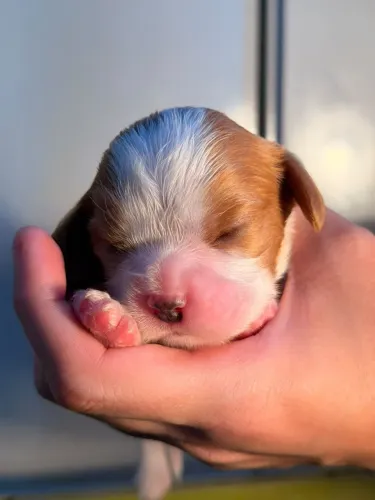Cavalier King Fêmea com Pedigree CBKC