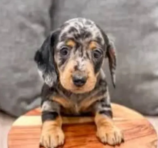 Basset Dachshund Famosos Alerquins. 
