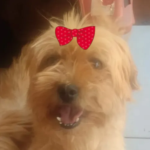 Linda Mel para adoção 