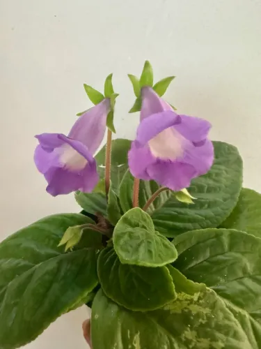 Muda de gloxínia nativa