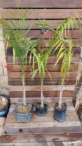 Mudas de Areca Bambu 