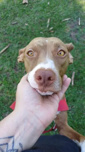 Adoção responsável cachorro