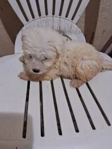 Poodle 