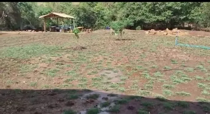 Grama São Carlos Direto da Fazenda Melhor Preço 