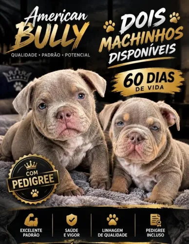 American Bully