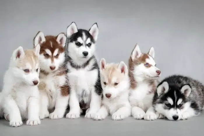 Husky Siberiano