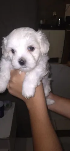 Lindos filhotes maltês