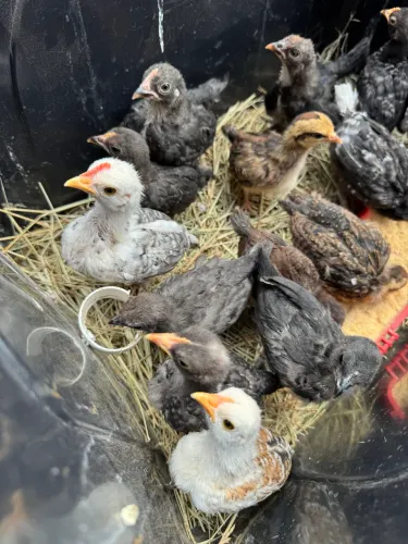 Lote com 16 pintinhos garnisés