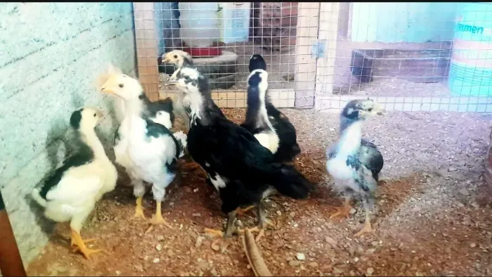 Pintinhos disponíveis apartir de 60,00 reais