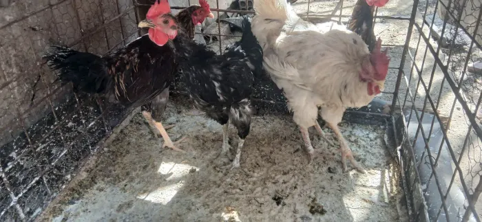Vende-se frango pintinhos 