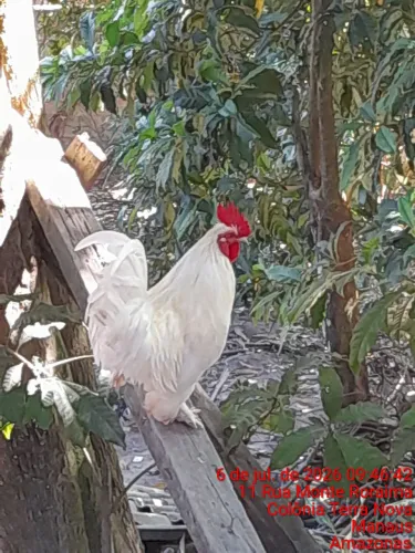 Vende-se galo branco lindo 
