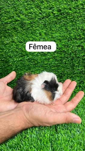 Porquinho da índia abssinio