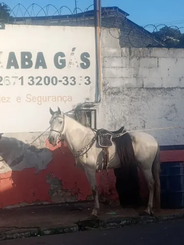 Cavalo mangalarga marcha picada
