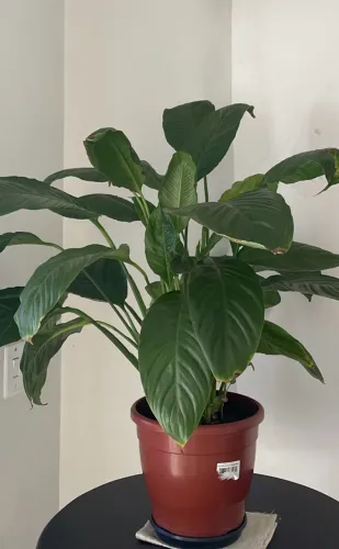 Planta Lírio da Paz Natural 45,00