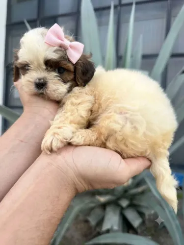 Vendo Filhote de Shih-tzu (Macho e Fêmea)