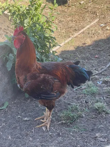 Galo GSB Balão Sertanejo