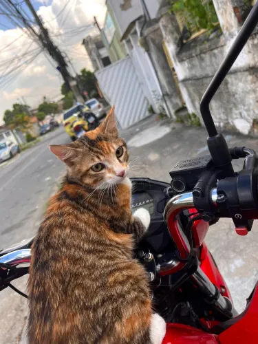 Animal