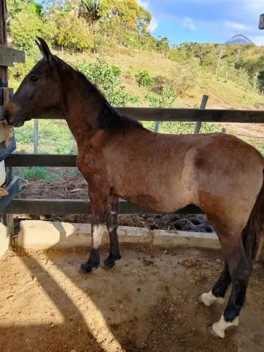 Potro mangalarga