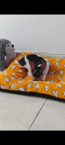 Pinscher