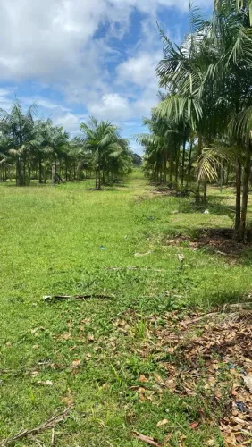 FAZENDA MAGALHÃES BARATA | 48 HECTARES