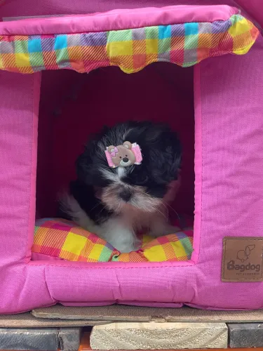 Shihtzu fêmea