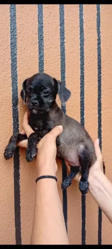 Filhote macho Poodle com Pug valor 350 reais.
