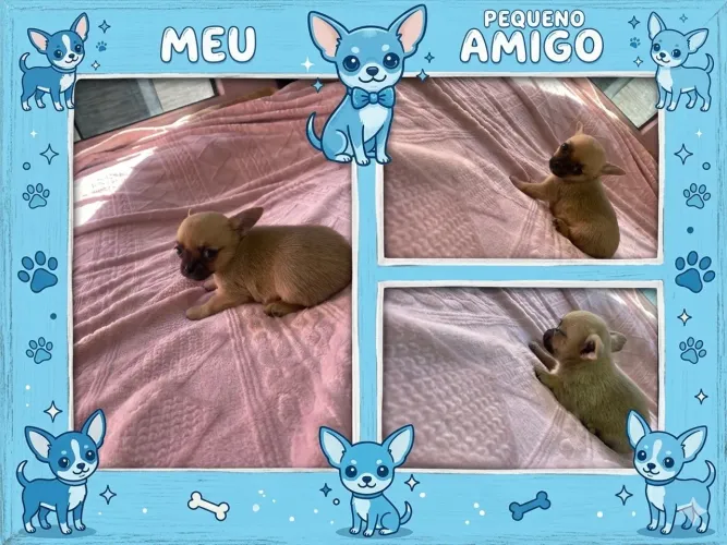 Chihuahua macho micro 