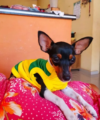 Pinscher 1 pra cruzar