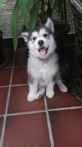 Husky siberiano Doguinho pronto para fazer parte dos seus melhores momentos