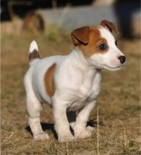 Jack Russell "Pequeno só no tamanho."